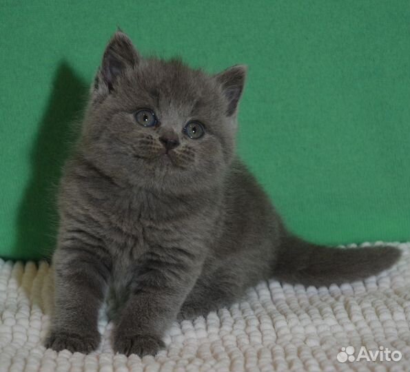 Голубая британочка