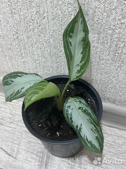 Комнатные растения цветы