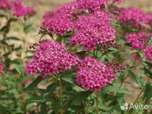 Цветы многолетние и кустарники