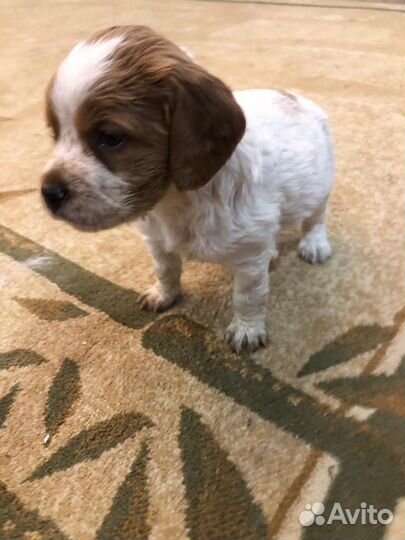 Бретонский эпаньоль