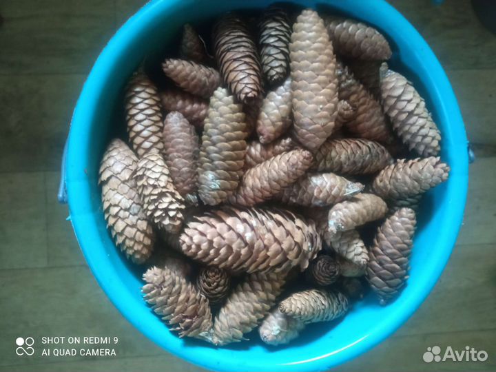Шишки еловые
