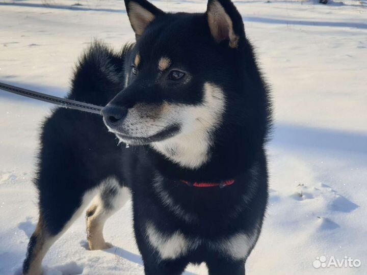 Сиба Ину.Вязка