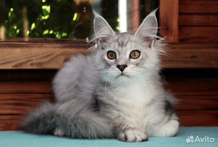 Котенок серебряный