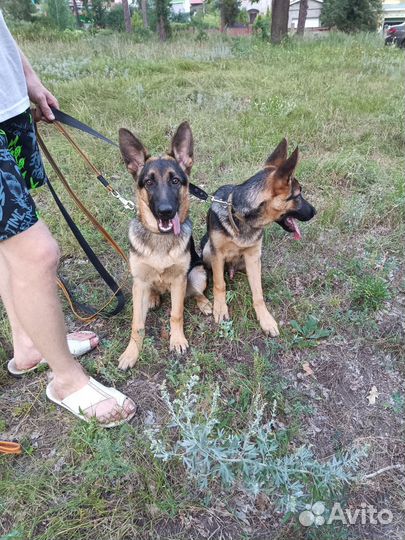 Немецкая овчарка