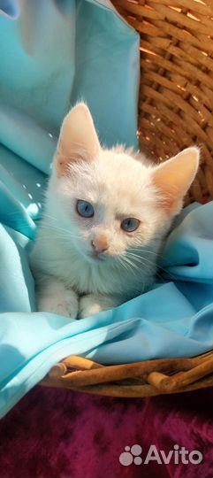 Турецкая ангора метис девочка