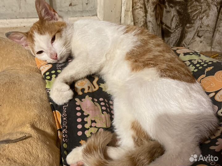 Котенок в дар