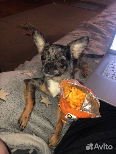 Вязка франзузский бульдог/чихуа