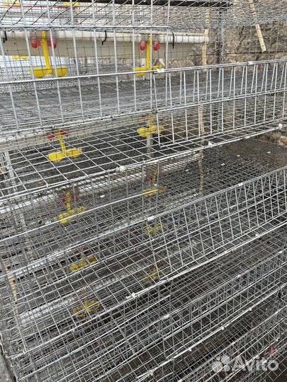 Клетки для перепелов перепелиная ферма