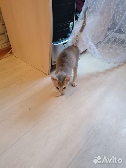 Донской сфинкс браш