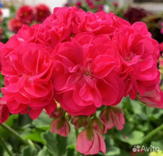 Пеларгония сортовая