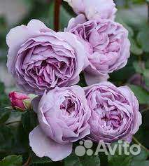 Саженцы роз Ляпис Лазури