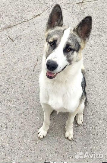 Овчарка+маламут