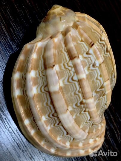 Бронь для Сергея Морские ракушки раковины