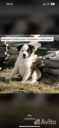 Щенки в добрые руки