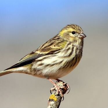 Канареечные вьюрки (Самец и самка)