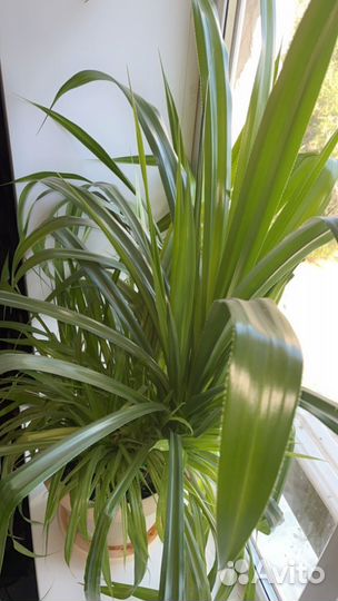 Хлорофитум