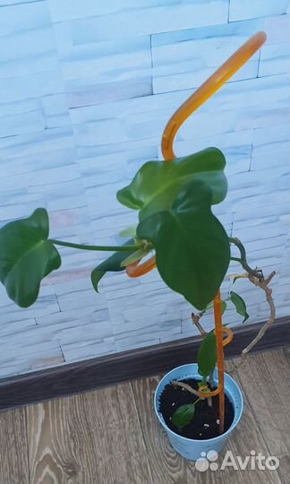 Филодендрон гитаровидный