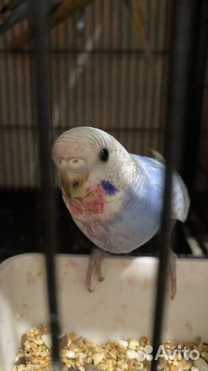 Волнистый попугай волнистые попугайчики