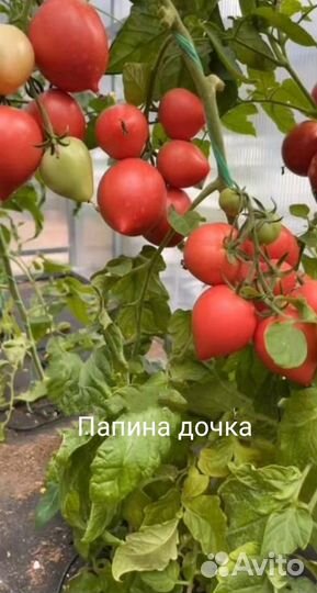 Красные томаты, семена