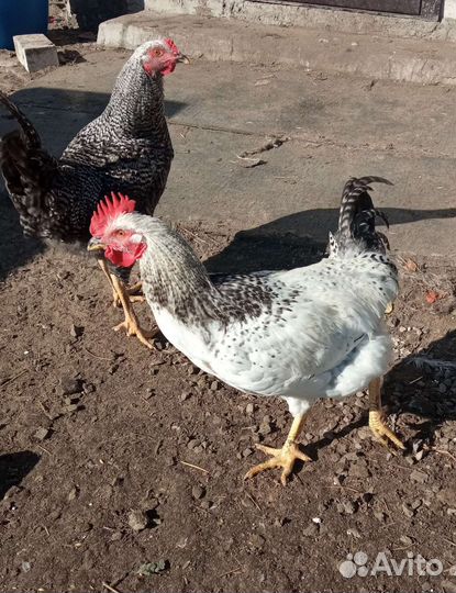 Молодые петухи