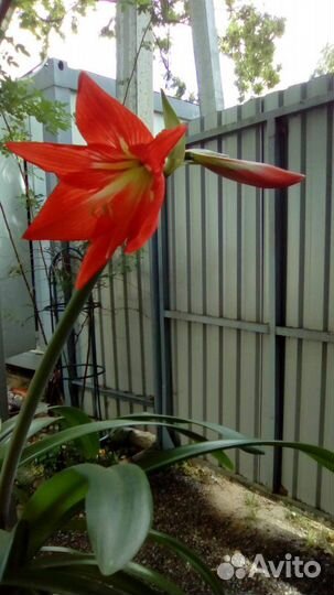 Гиппеаструм - комнатная лилия