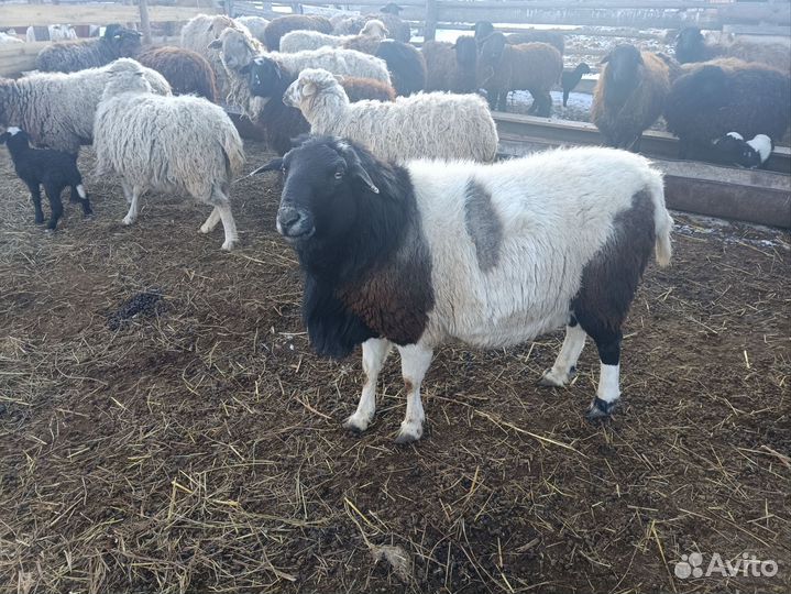 Баран дорпер