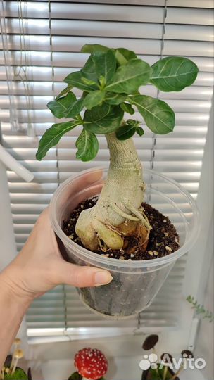 Адениум взрослый