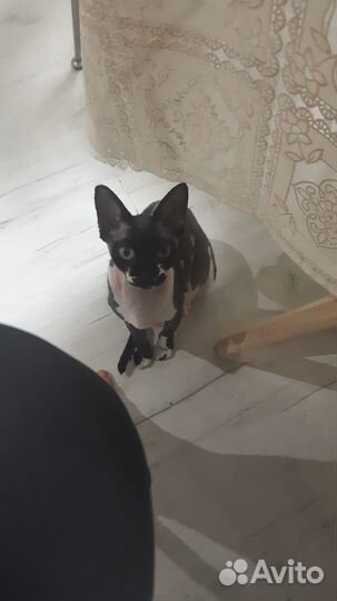 Канадский сфинкс котенок