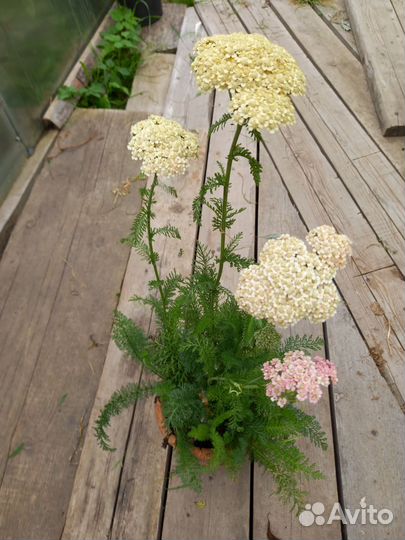 Многолетние садовые цветы