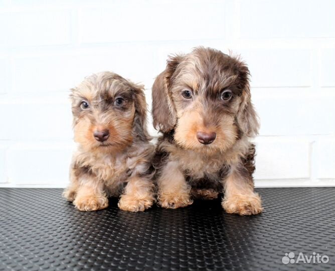 Такса жесткошерстная кроличья махонькая