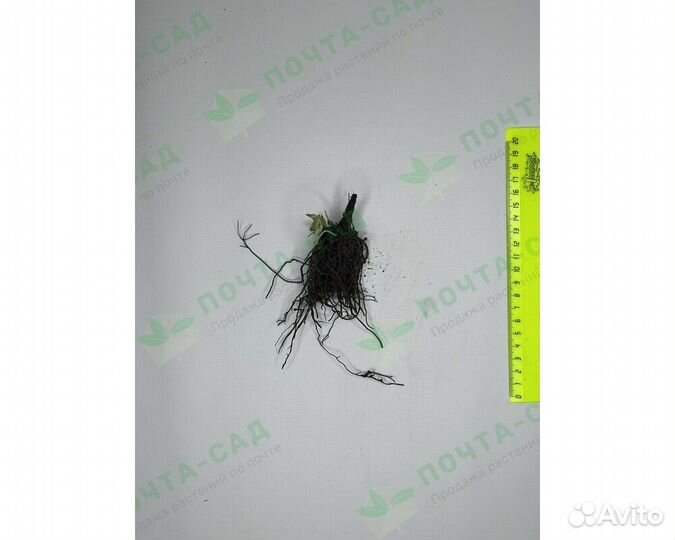 Флокс метельчатый Early Star