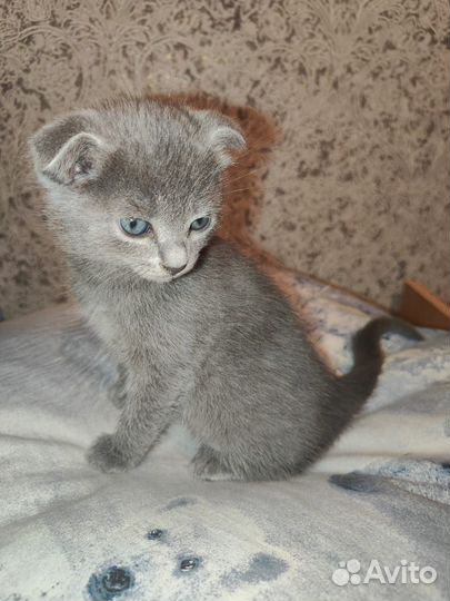 Помесный котёнок девочка 1,5 мес