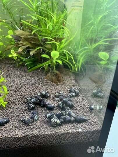 Теодоксус улитка