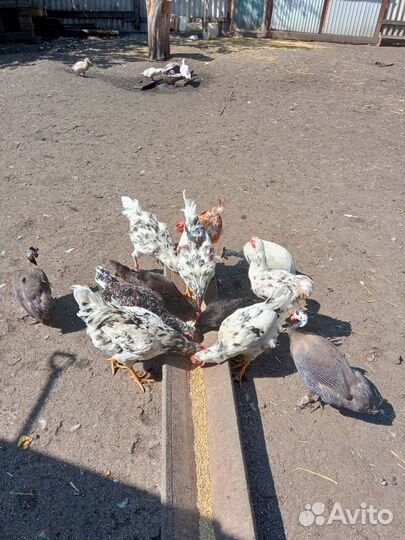 Куры ливенские ситцевые