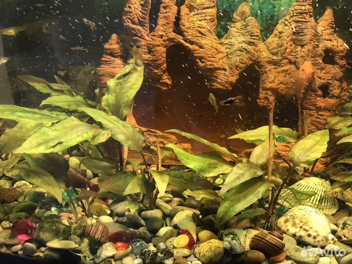 Аквариумное растение