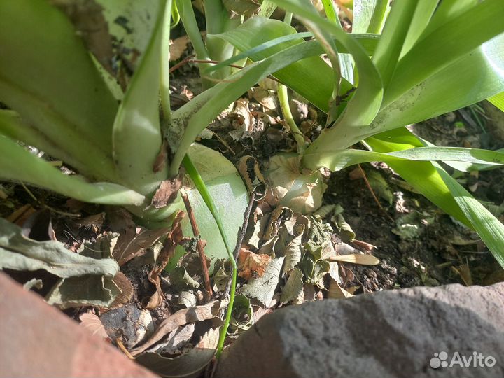 Индийский лечебный лук