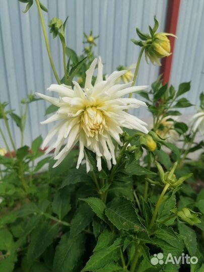 Георгины клубни