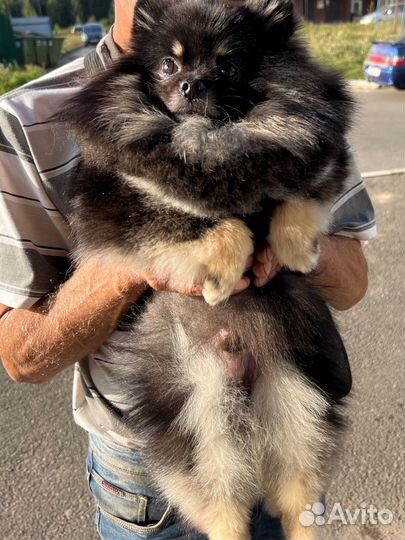 Кабель ищет девочку