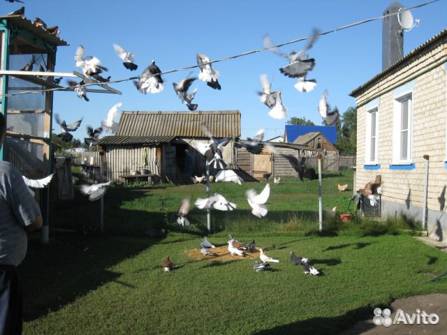 Николаевские голуби.Полет бабочки