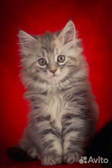 Мейн-кун девочка