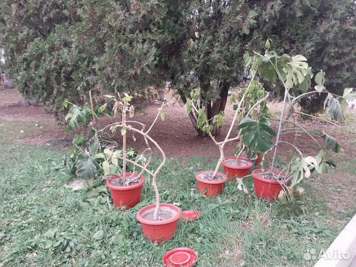 Комнатные растения