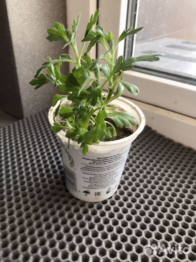 Хризантема