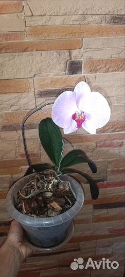 Домашняя Орхидея фаленопсис