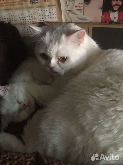 Котята Британские