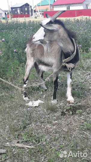 Козы и козлы