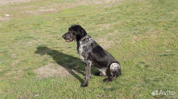 Вязка Курцхаара