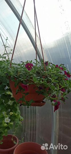 Рассада, цветы