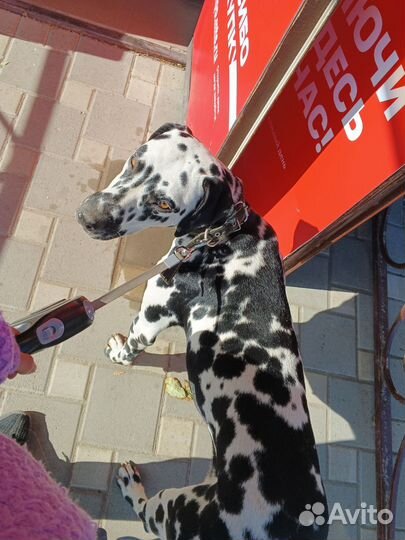 Далматин вязка