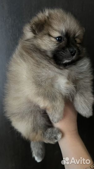 Щенки шпица