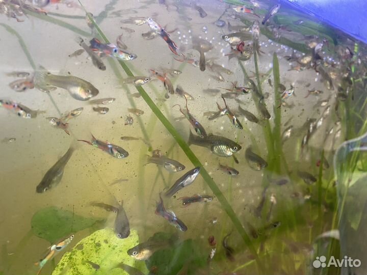 Рыбки гуппи